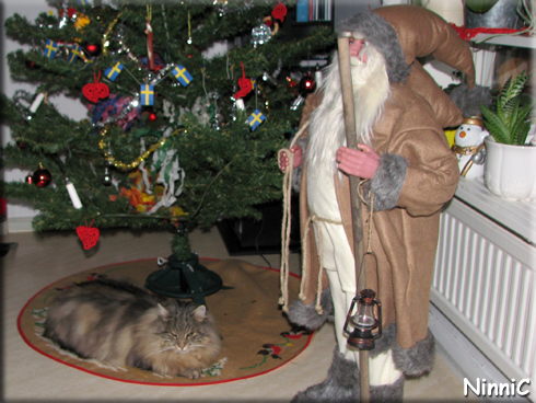 151226 Snoozen njuter av julen och sitt egna inomhusträd.